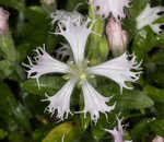 Eastern fringed catchfly